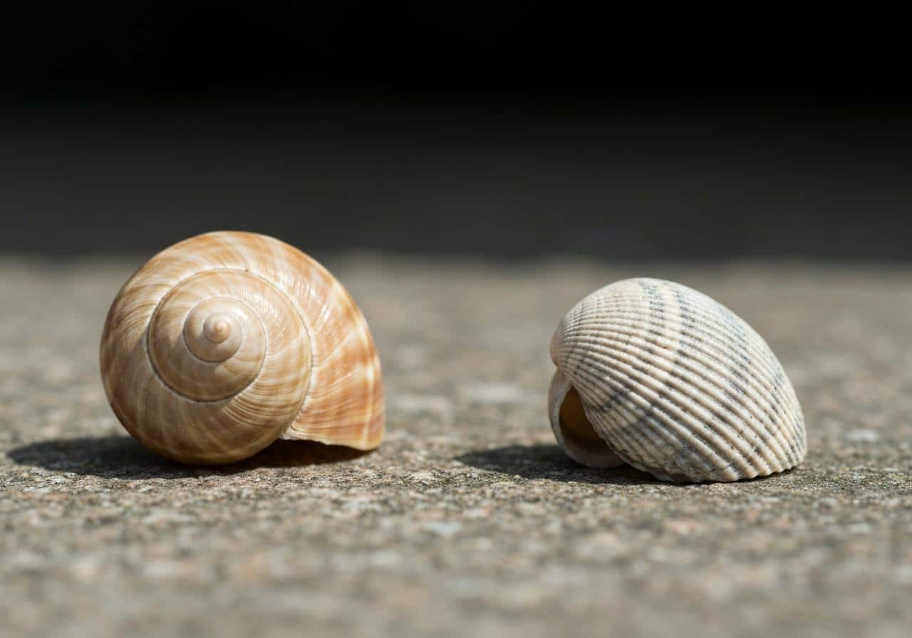 Bulots et bigorneaux côte à côte sur fond marin